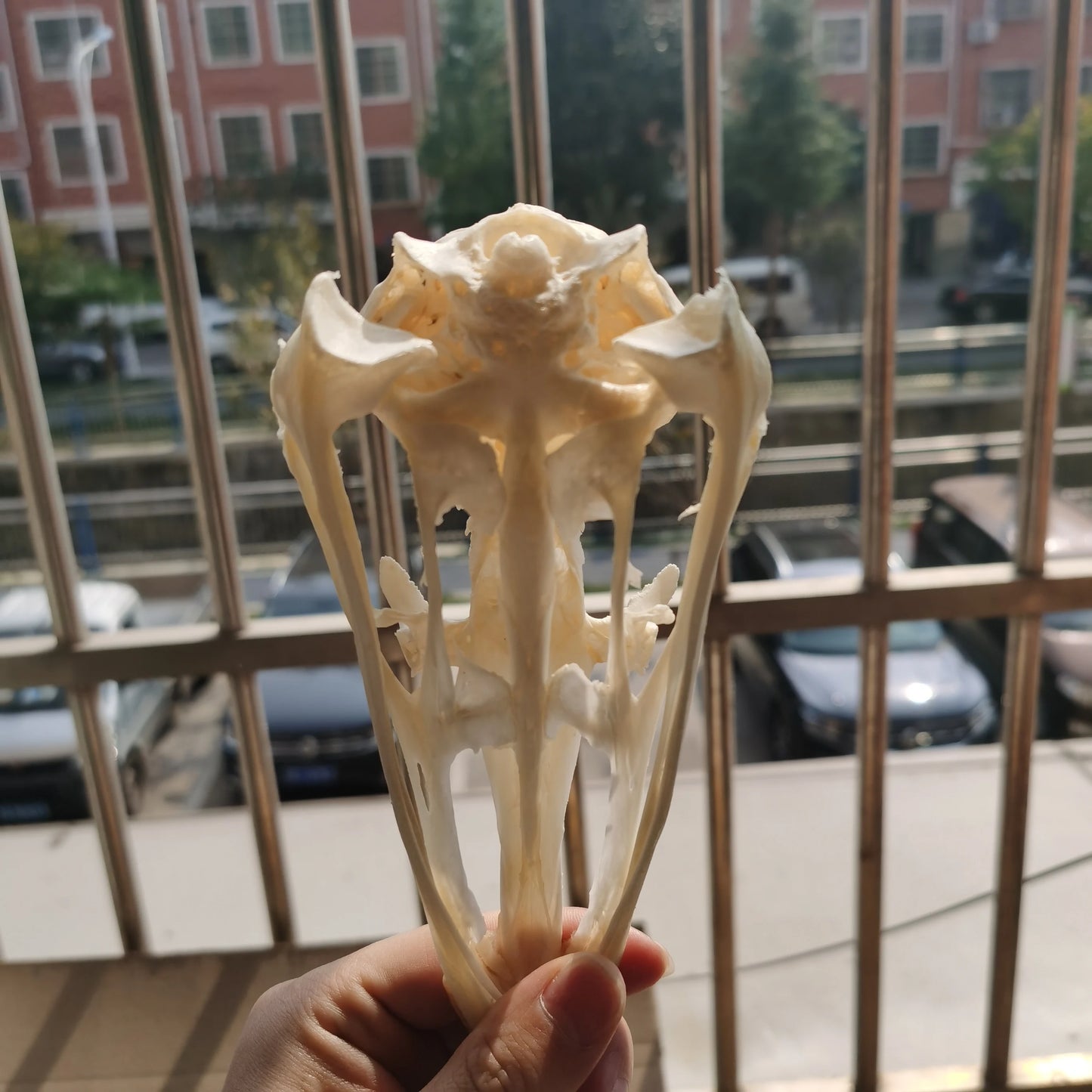 Ostrich Skull