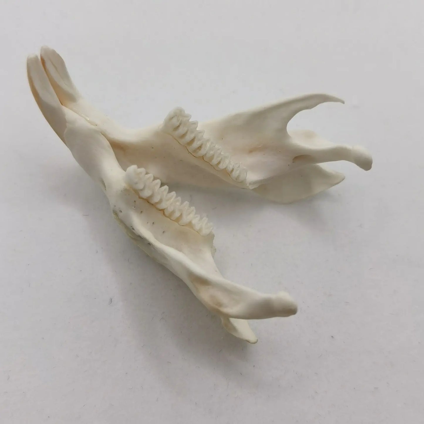 Muskrat Skull