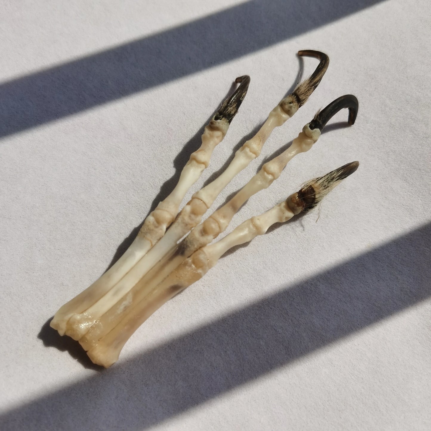 Fox Paw - Skeleton