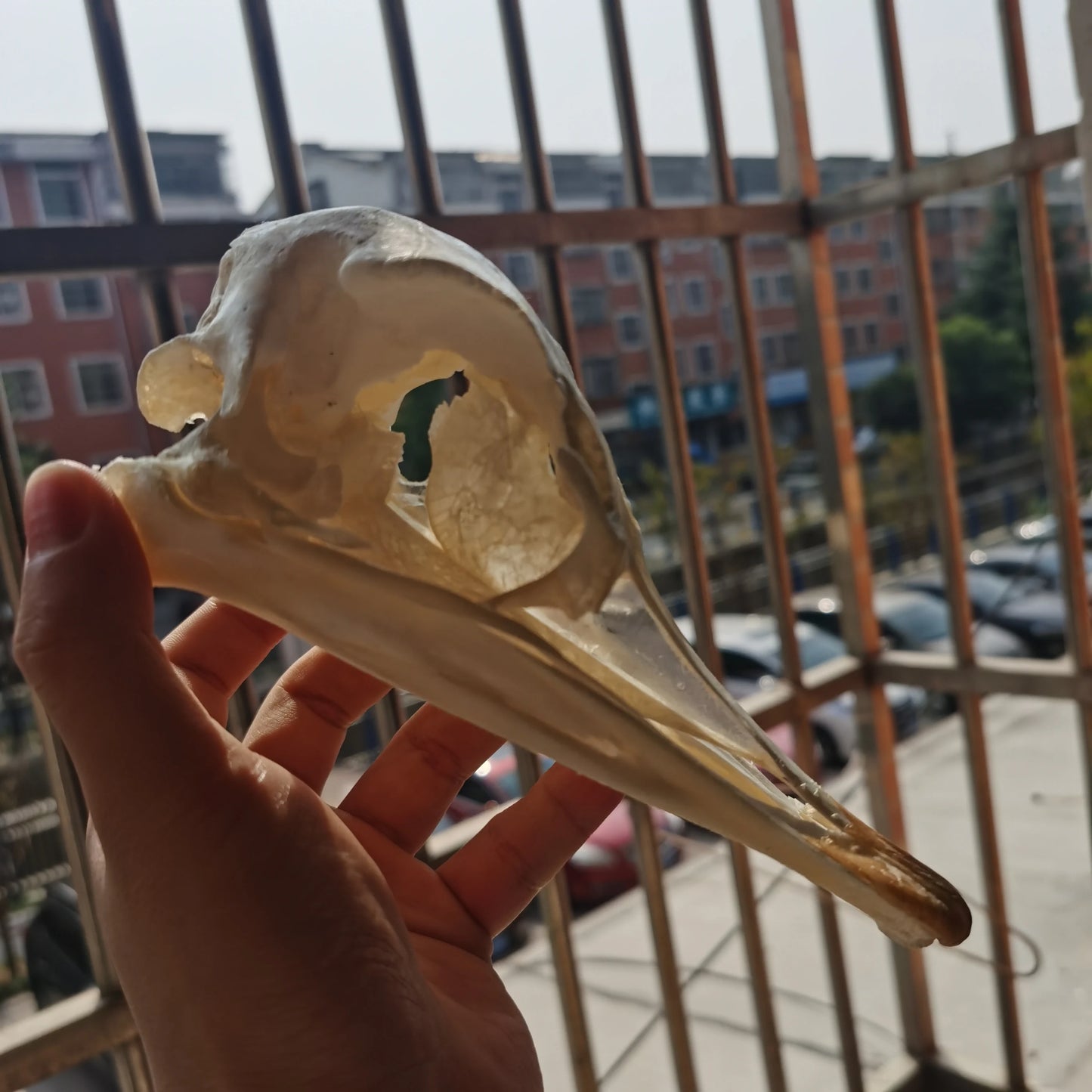 Ostrich Skull