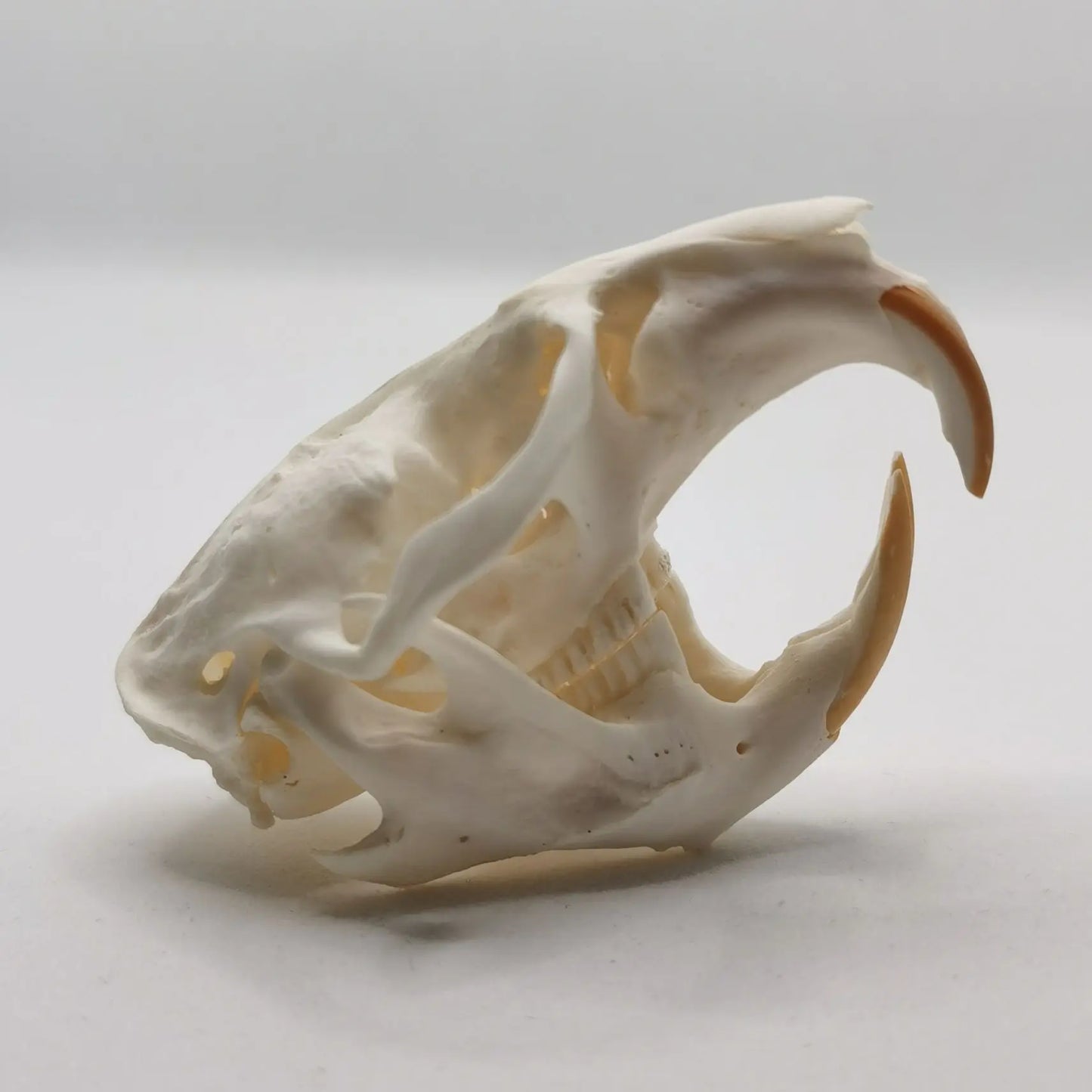 Muskrat Skull