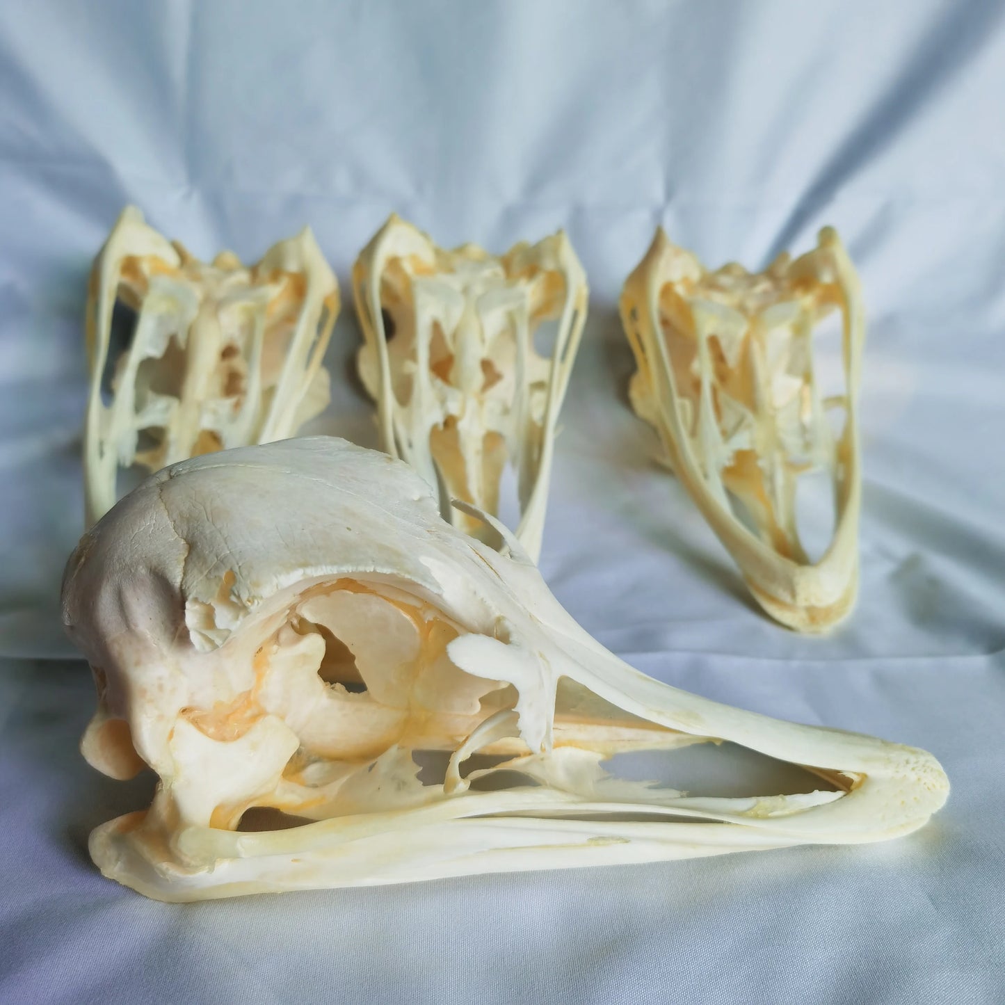 Ostrich Skull