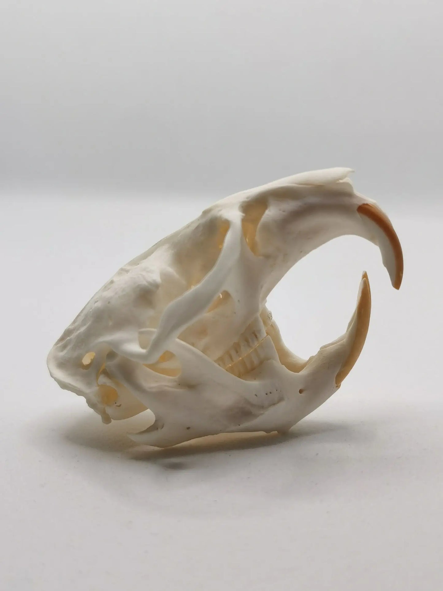 Muskrat Skull