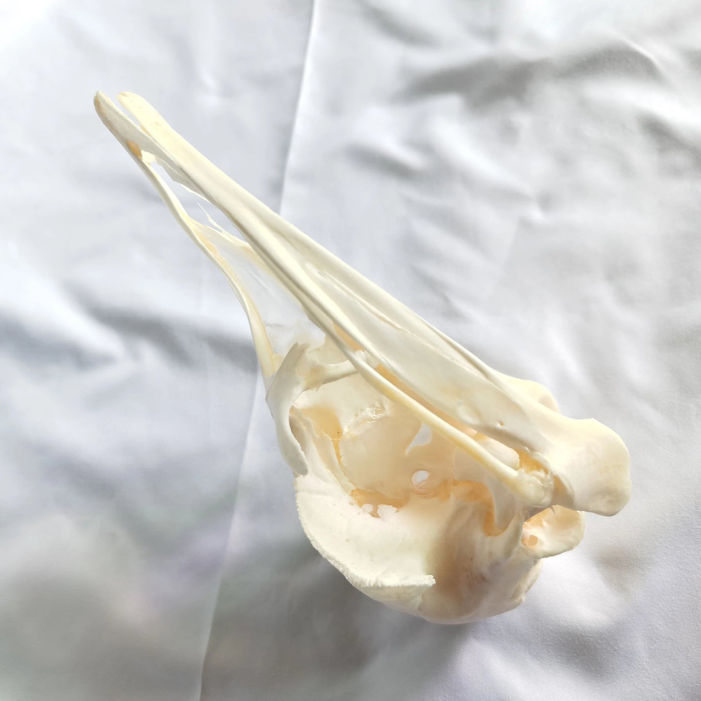 Ostrich Skull