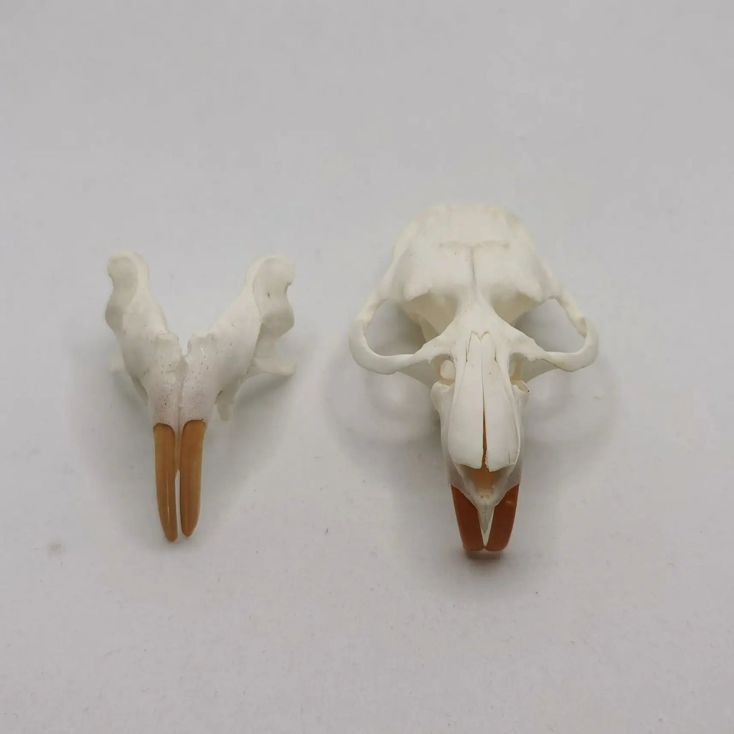Muskrat Skull