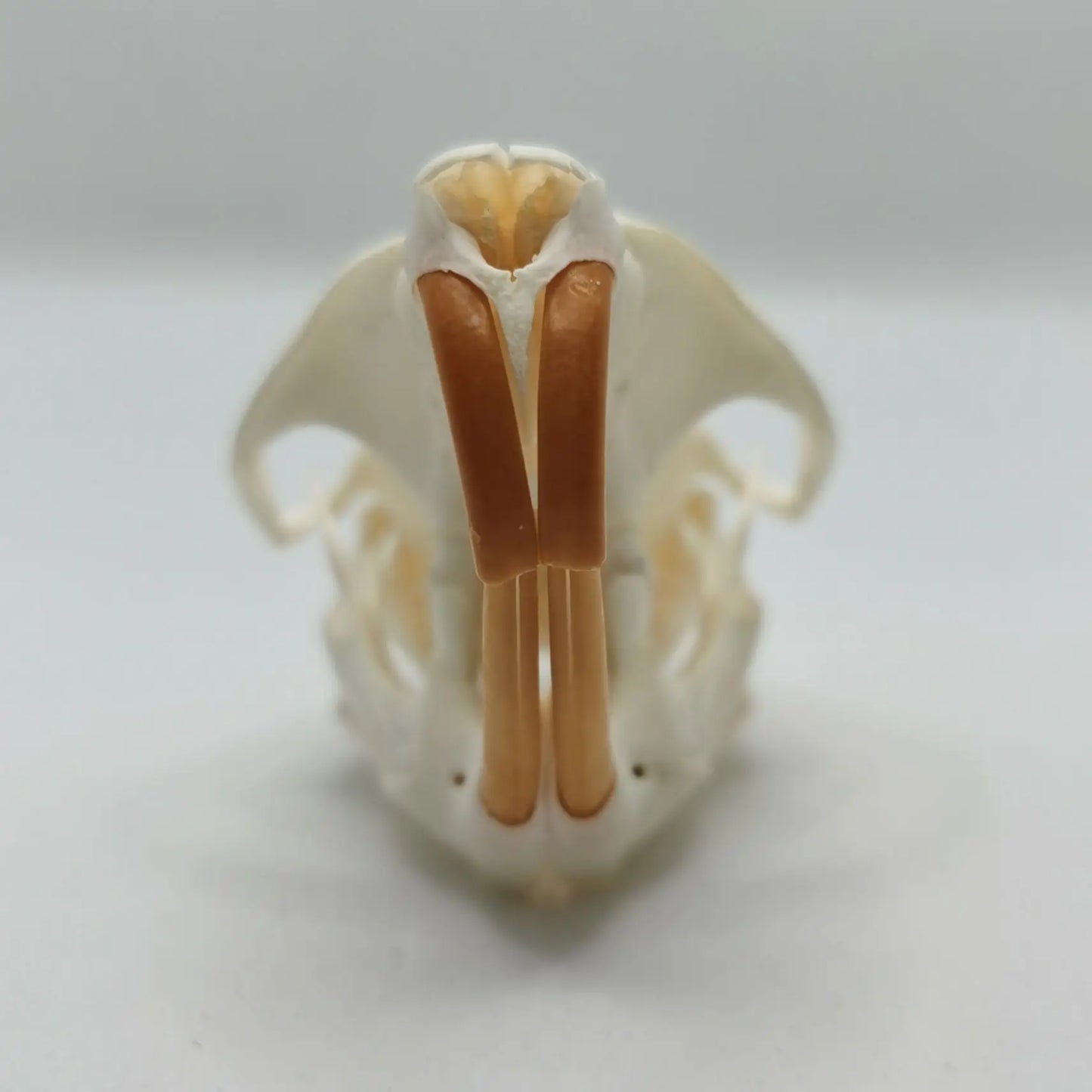 Muskrat Skull
