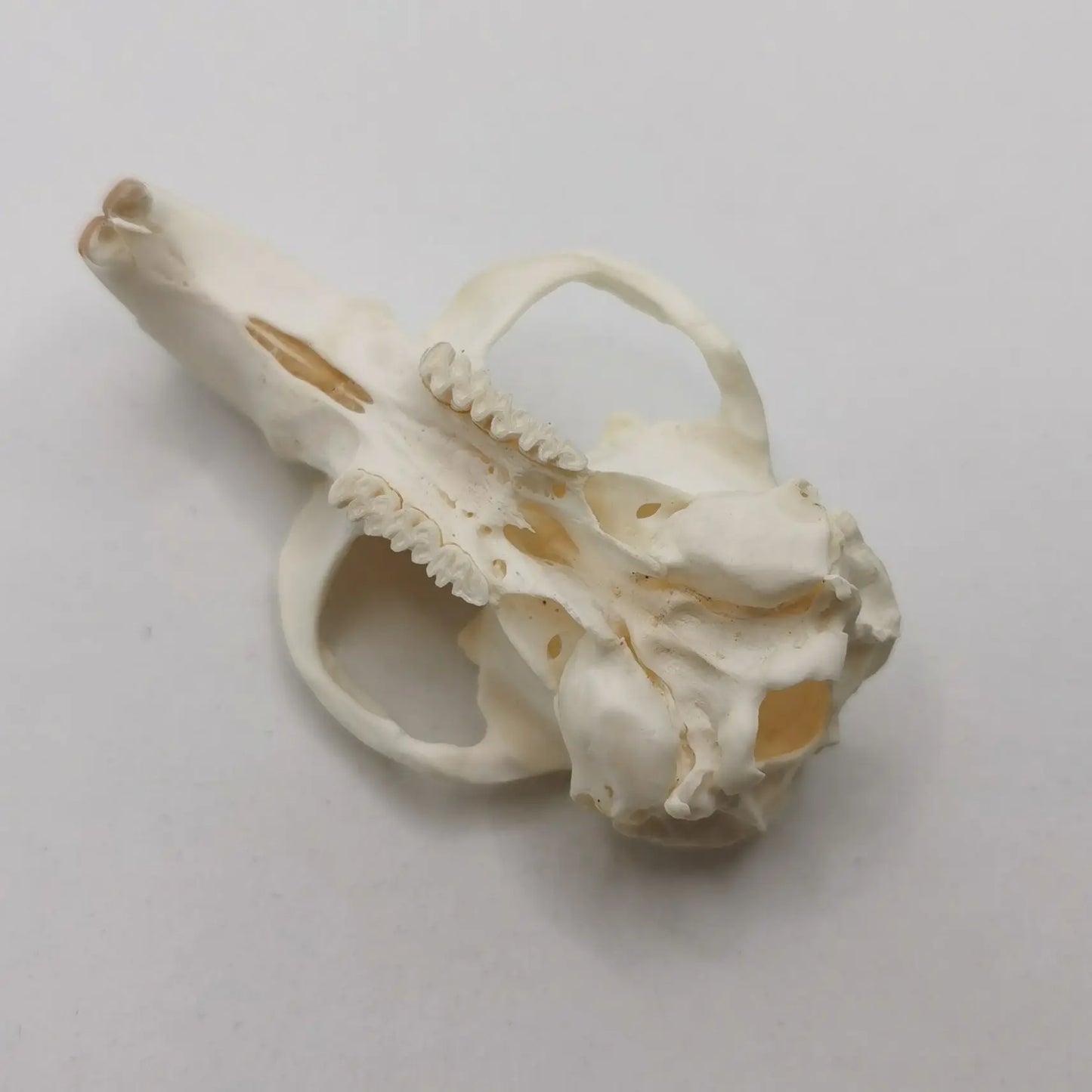Muskrat Skull