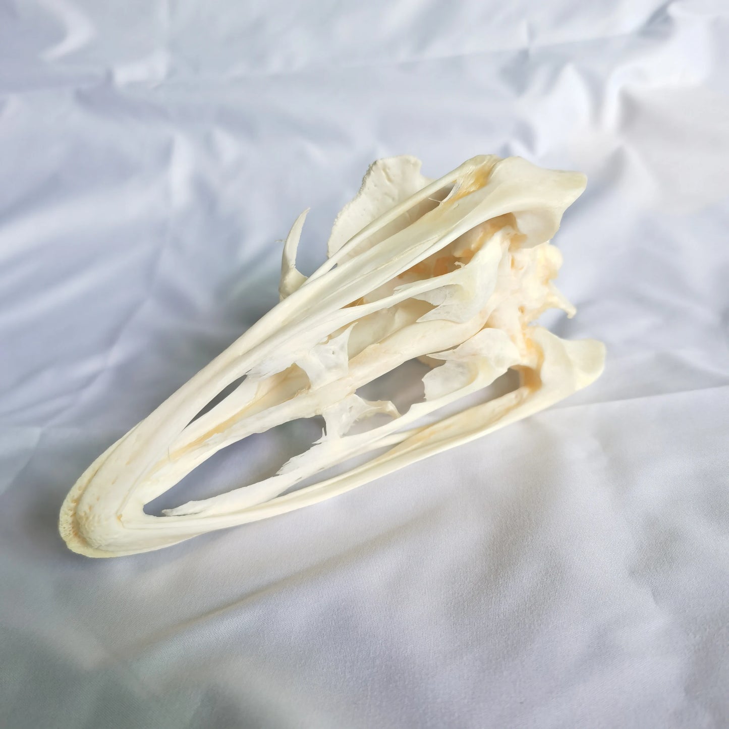Ostrich Skull