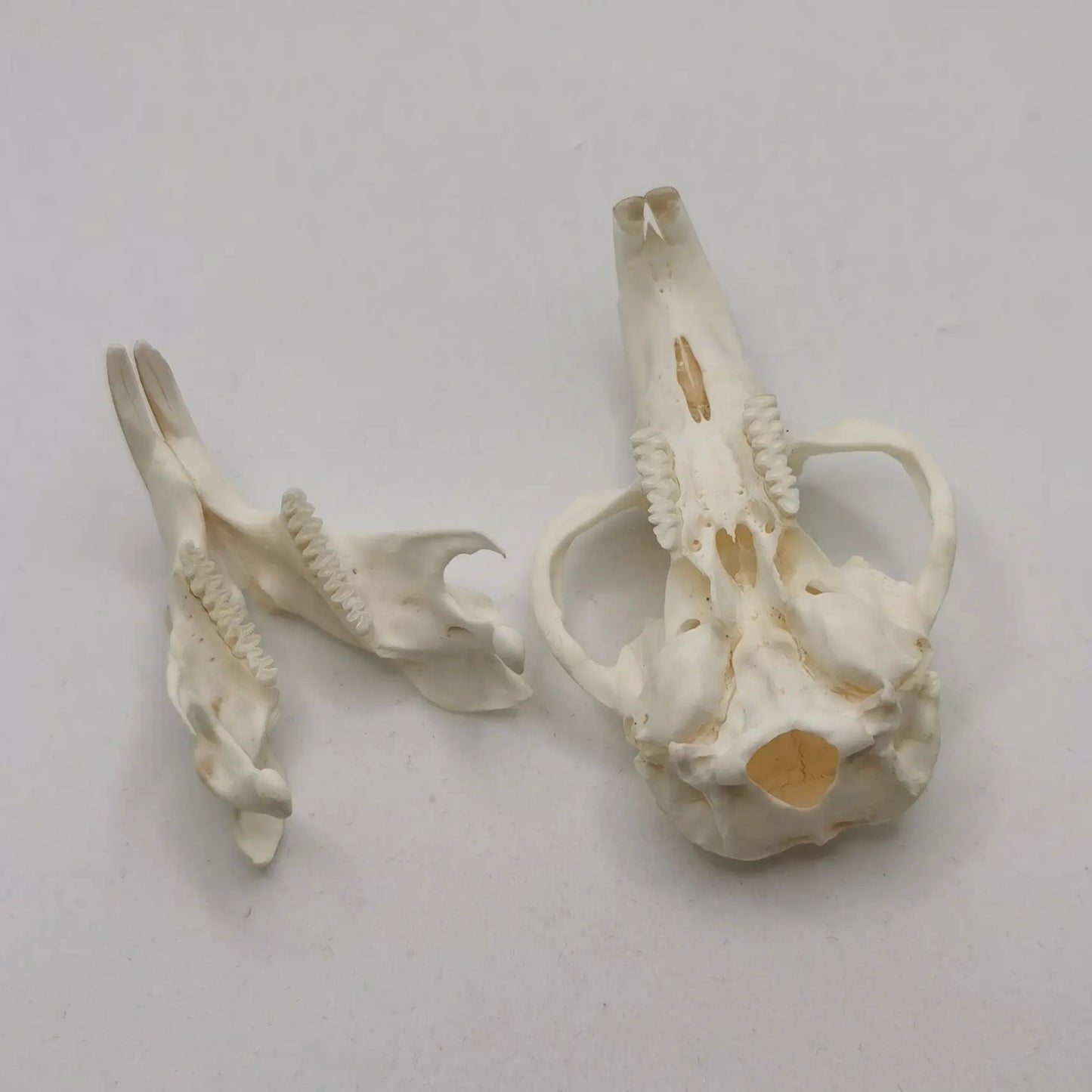 Muskrat Skull