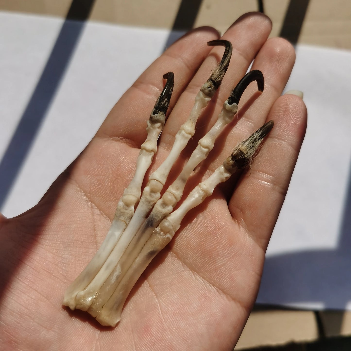 Fox Paw - Skeleton