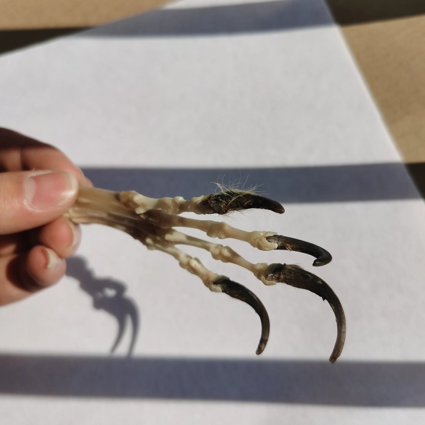 Fox Paw - Skeleton
