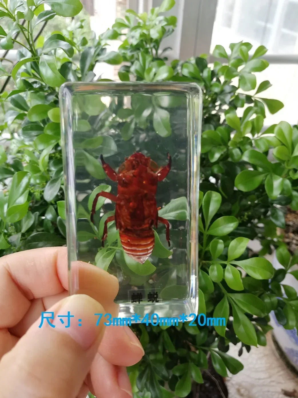 Medium Insect and Crustacean Specimens - Cast in Resin
