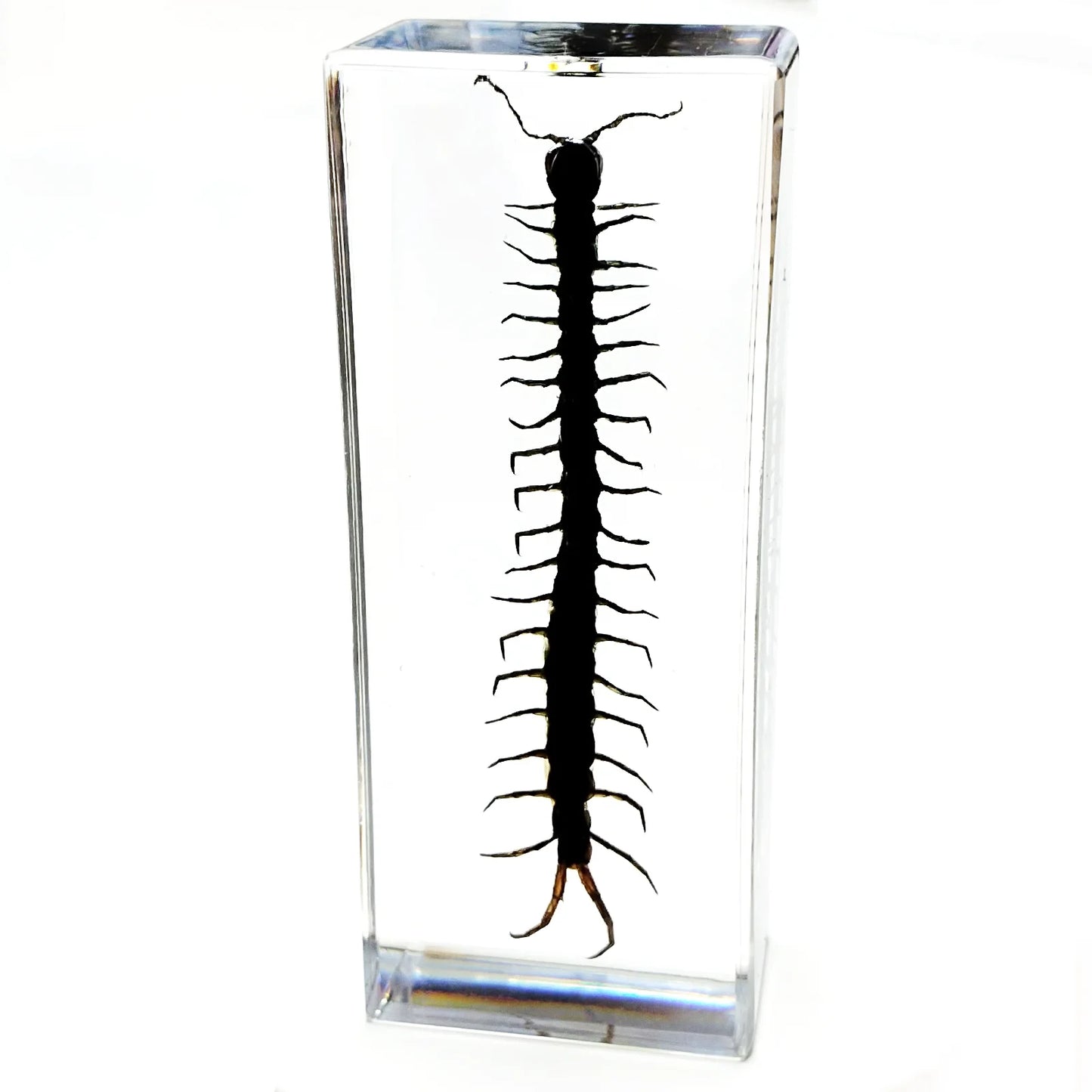 Large Insect Specimen - Cast in Resin