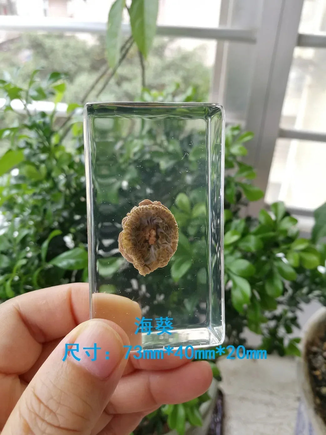 Medium Insect and Crustacean Specimens - Cast in Resin