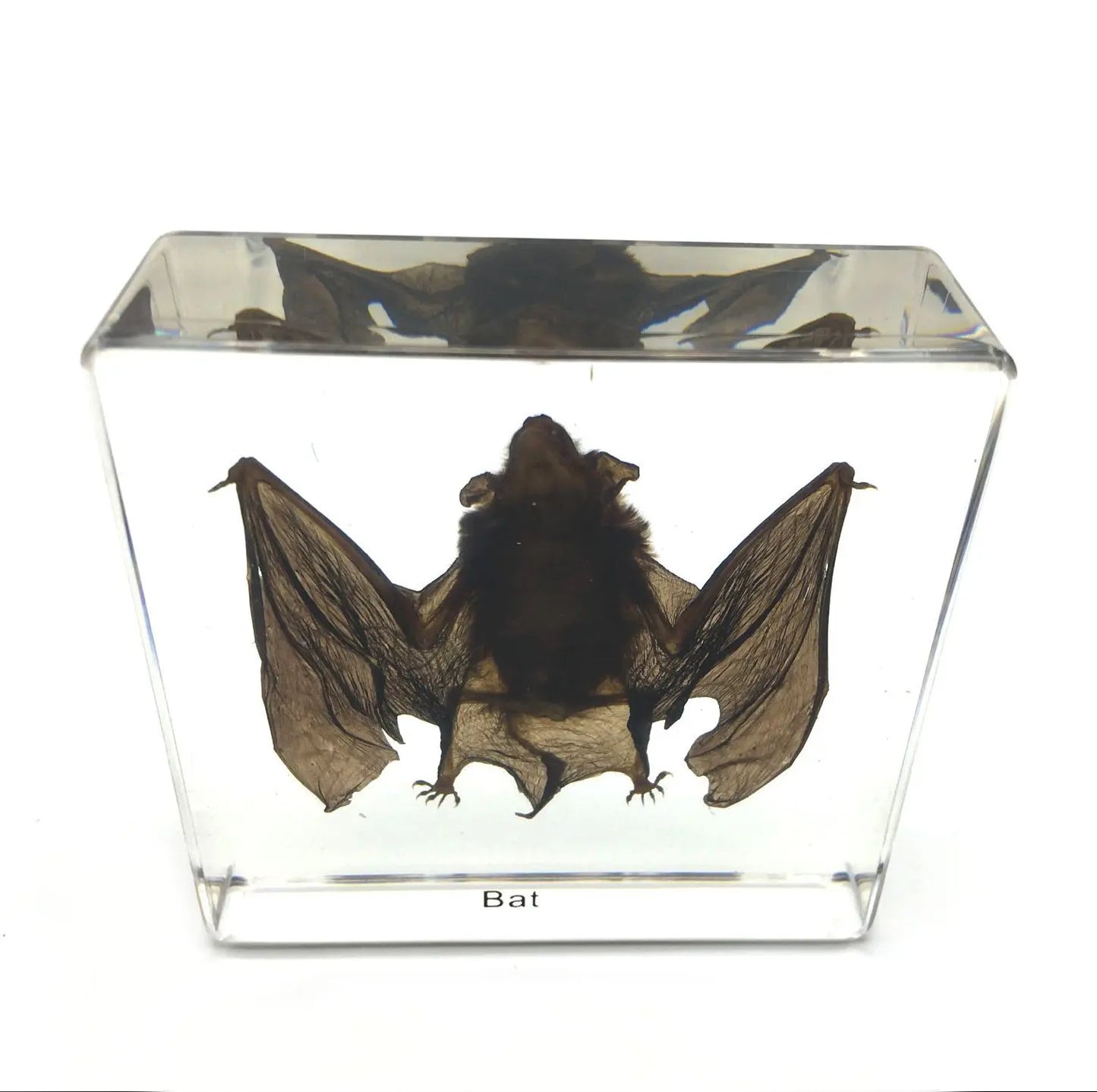 Taxidermy Vampire Bat - Cast in Resin