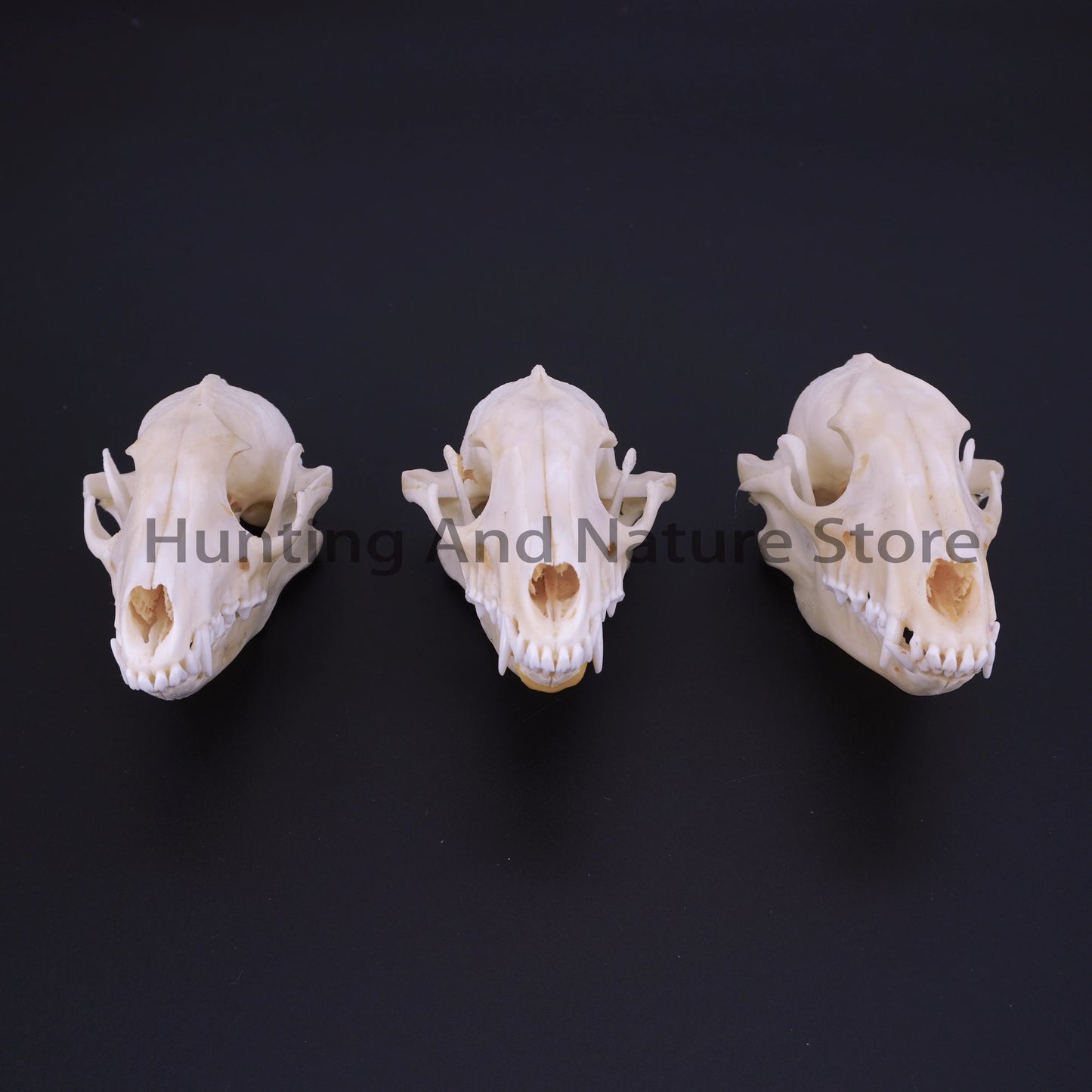 Raccoon Skull