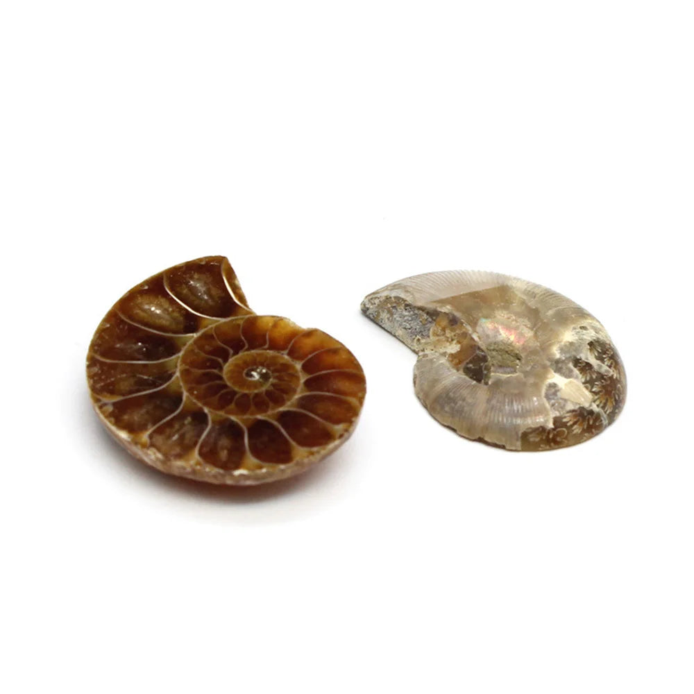 Ammonite Slice Specimens