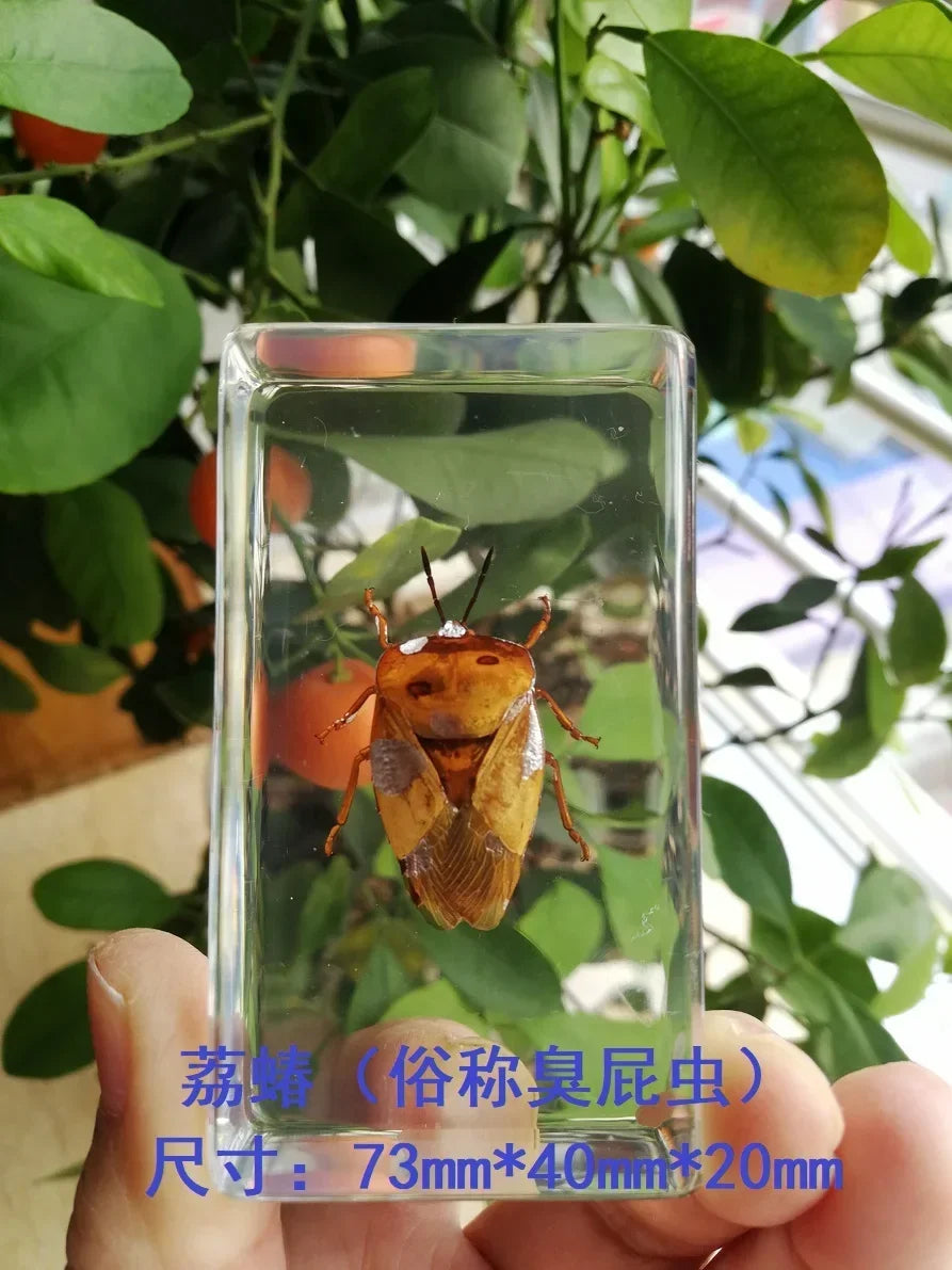 Medium Insect and Crustacean Specimens - Cast in Resin