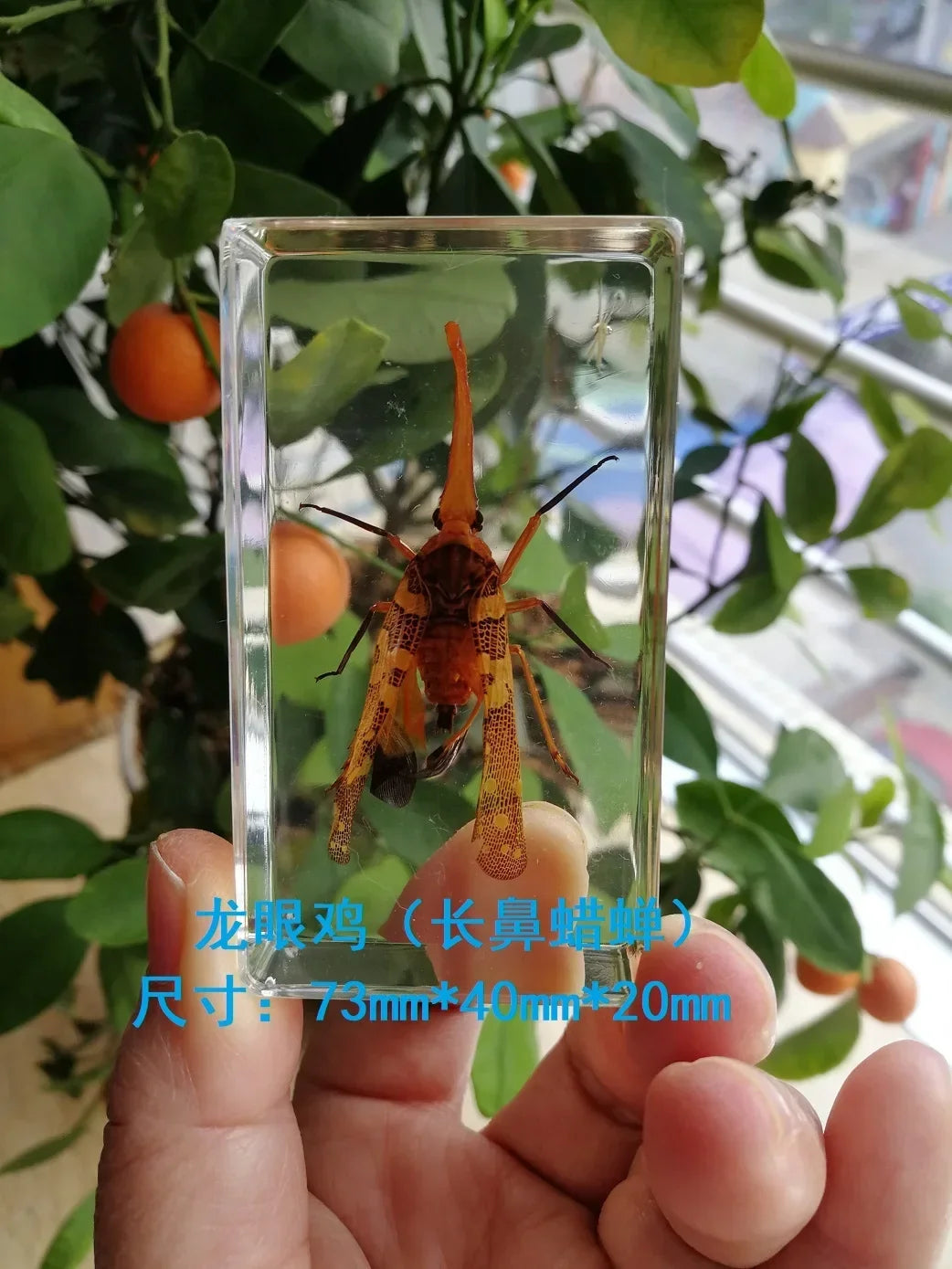 Medium Insect and Crustacean Specimens - Cast in Resin