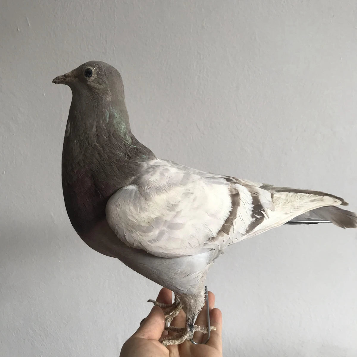 Taxidermy Grey Pigeon