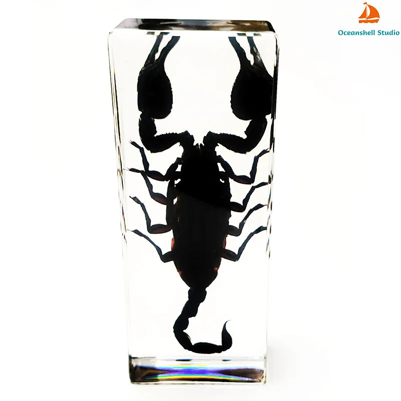 Large Insect Specimen - Cast in Resin