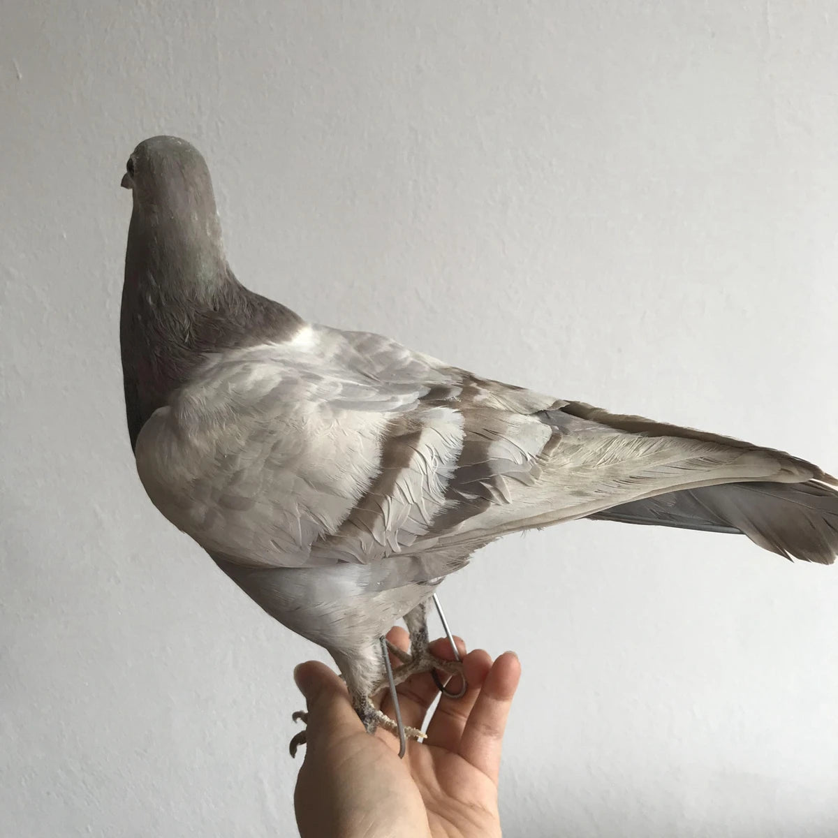 Taxidermy Grey Pigeon