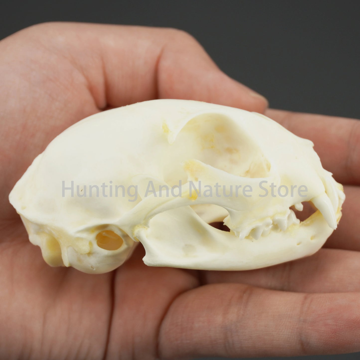 Cat Skull