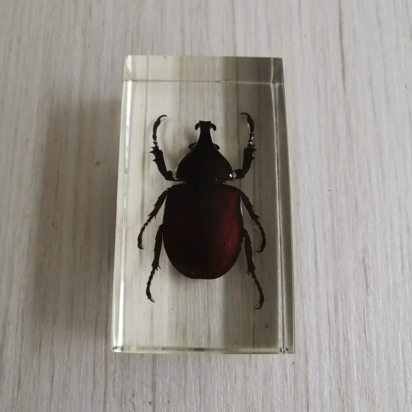 Medium Insect and Crustacean Specimens - Cast in Resin