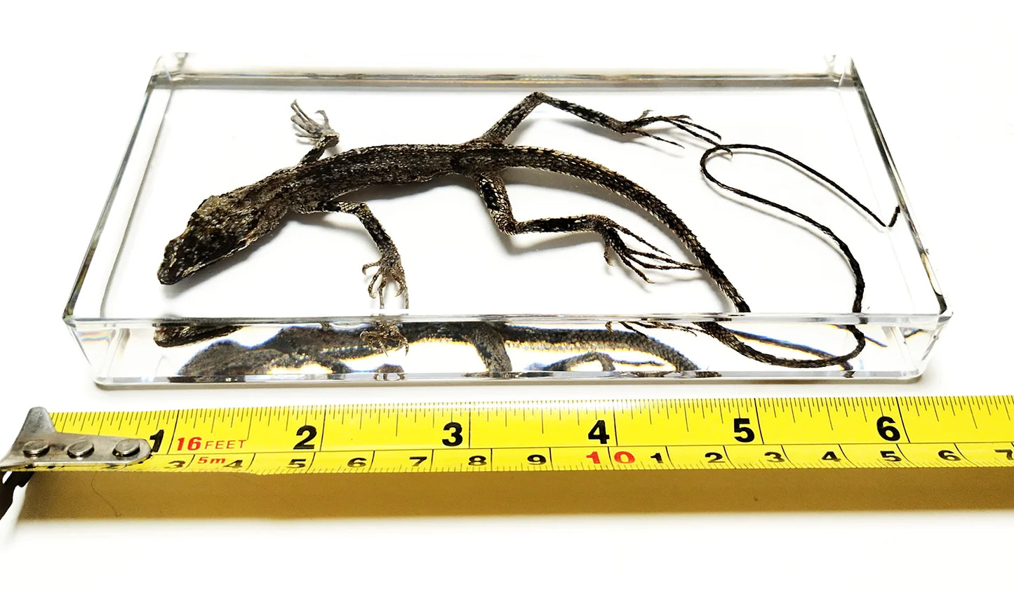 Lizard Specimen - Cast in resin