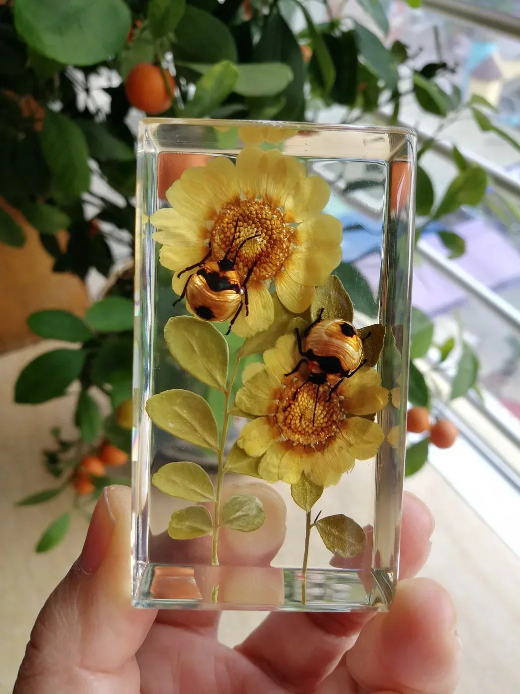 Medium Insect and Crustacean Specimens - Cast in Resin