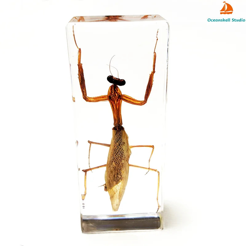 Large Insect Specimen - Cast in Resin
