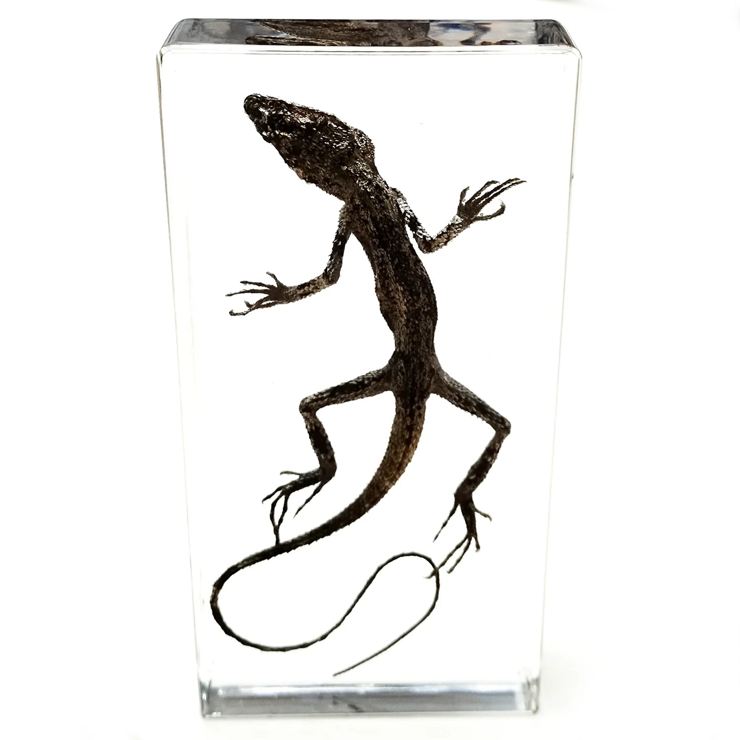 Lizard Specimen - Cast in resin