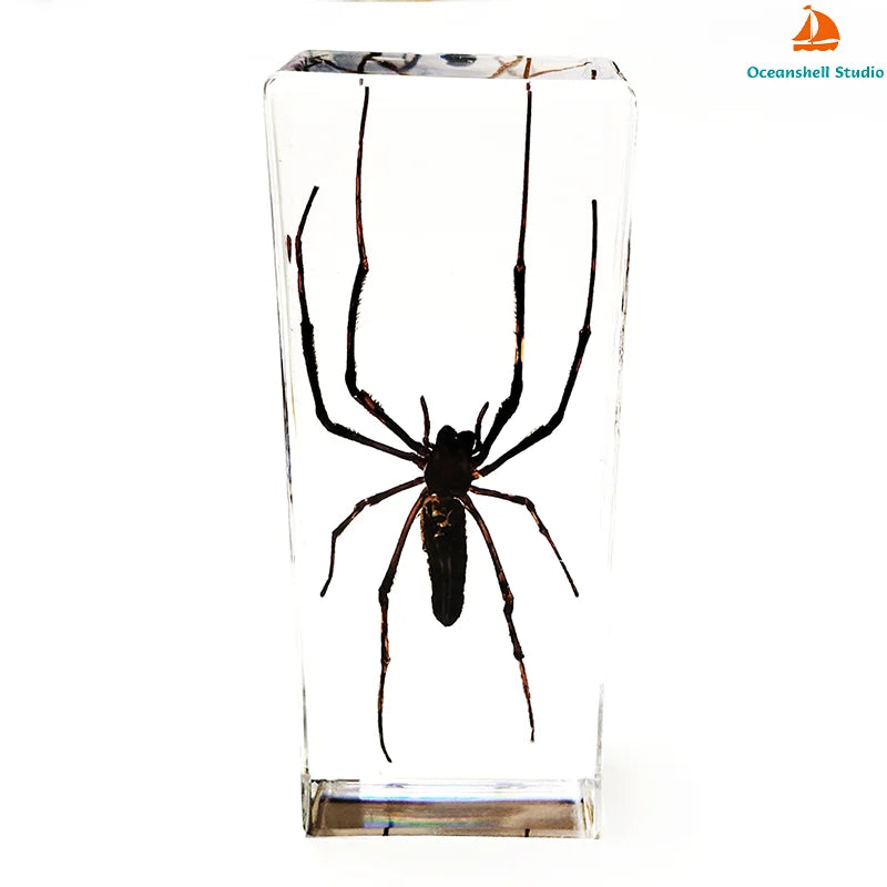 Large Insect Specimen - Cast in Resin