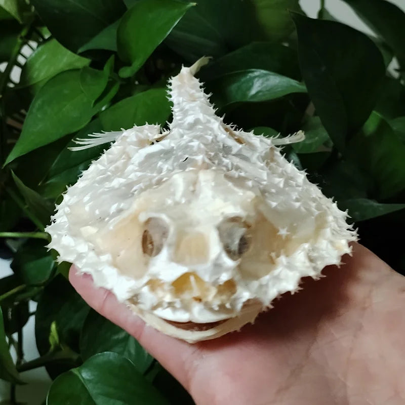 Starry Handfish Skeleton - 15 CM/5.9”