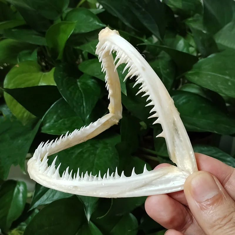 Anglerfish Jaw