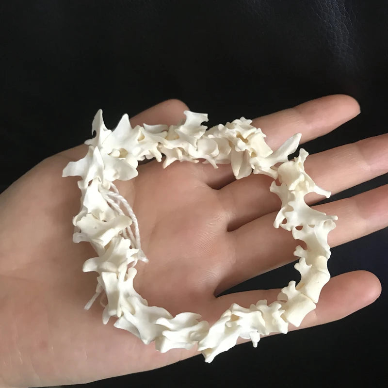 Mink Spine Set- 20-25cm