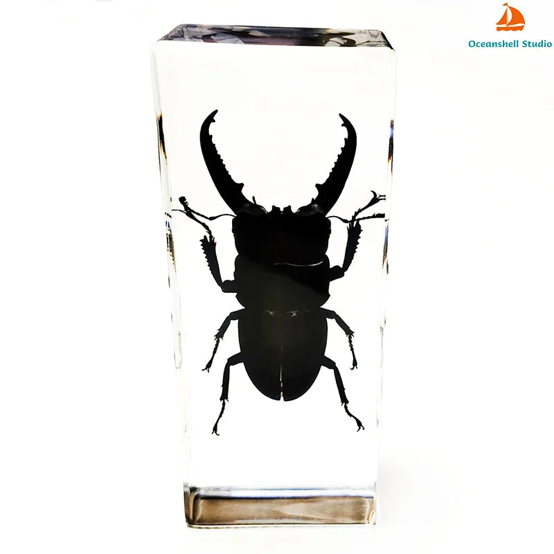 Large Insect Specimen - Cast in Resin