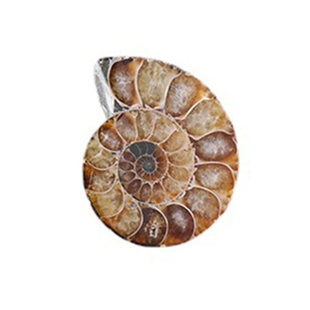 Ammonite Slice Specimens