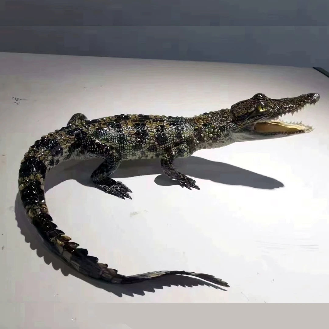 Taxidermy Crocodile