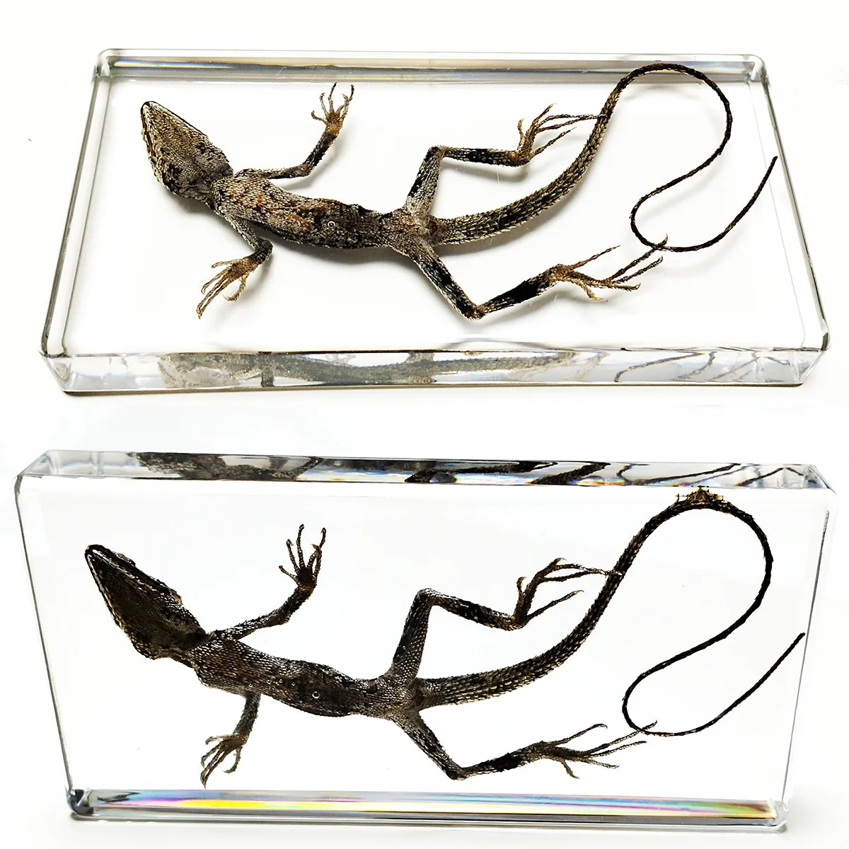 Lizard Specimen - Cast in resin