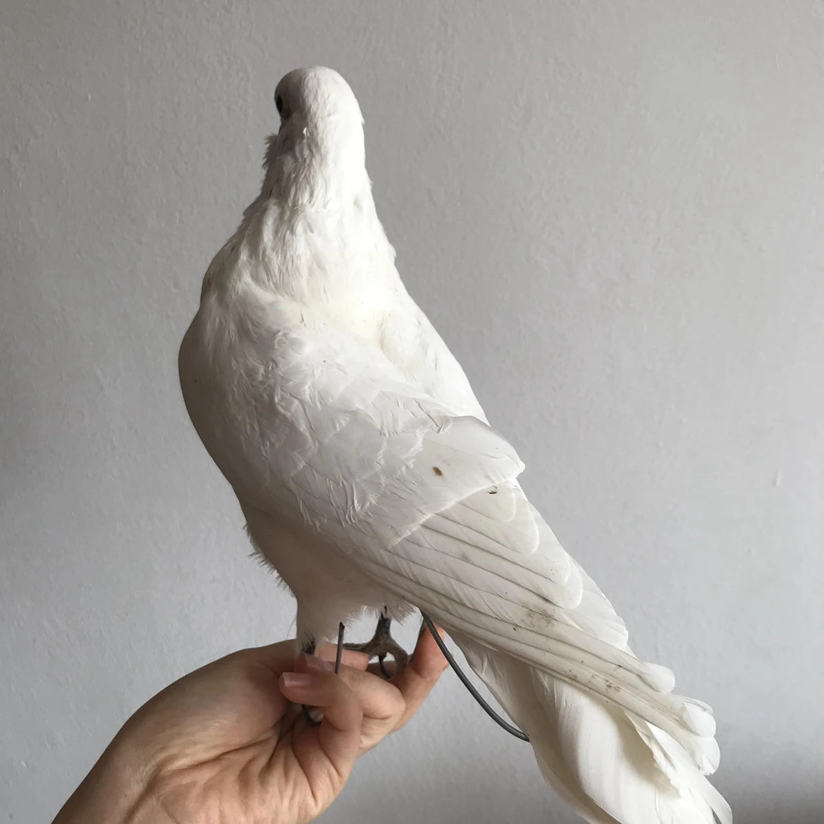 Taxidermy White Pigeon