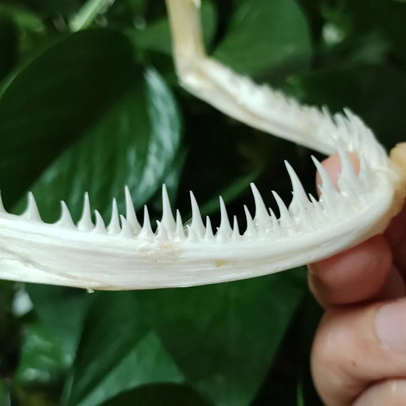 Anglerfish Jaw
