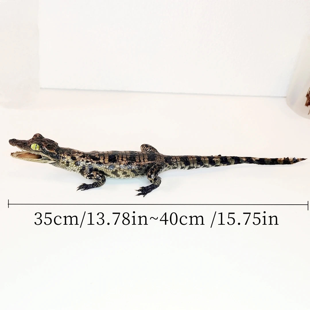 Taxidermy Crocodile