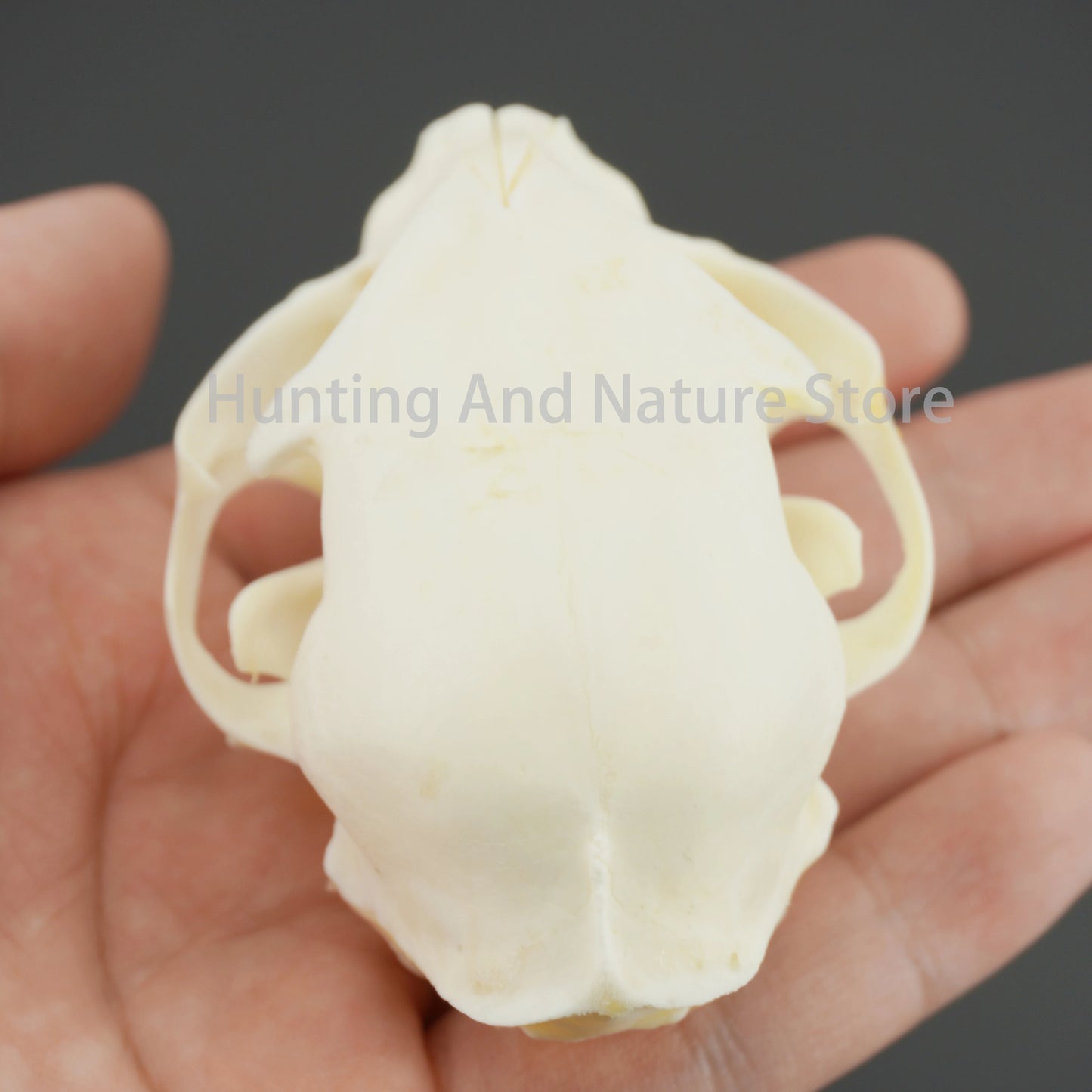 Cat Skull