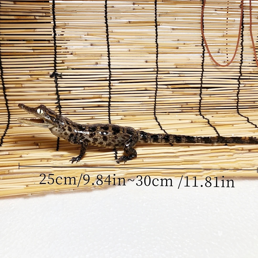 Taxidermy Crocodile