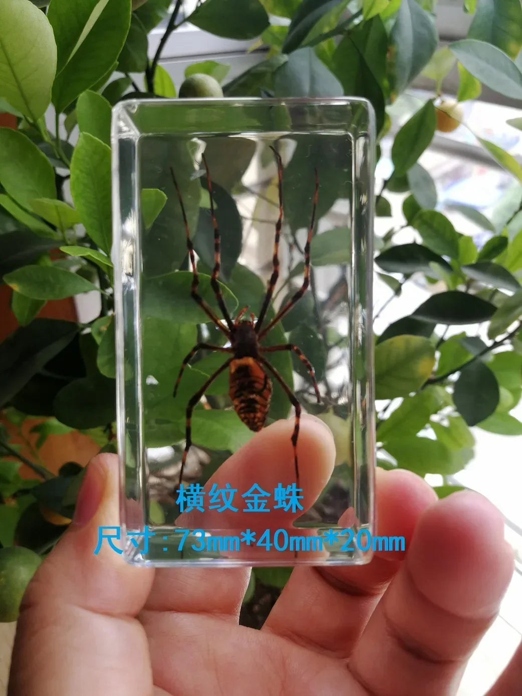 Medium Insect and Crustacean Specimens - Cast in Resin