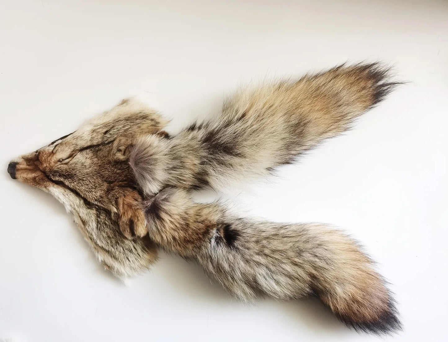 Taxidermy Coyote Heads and Tails