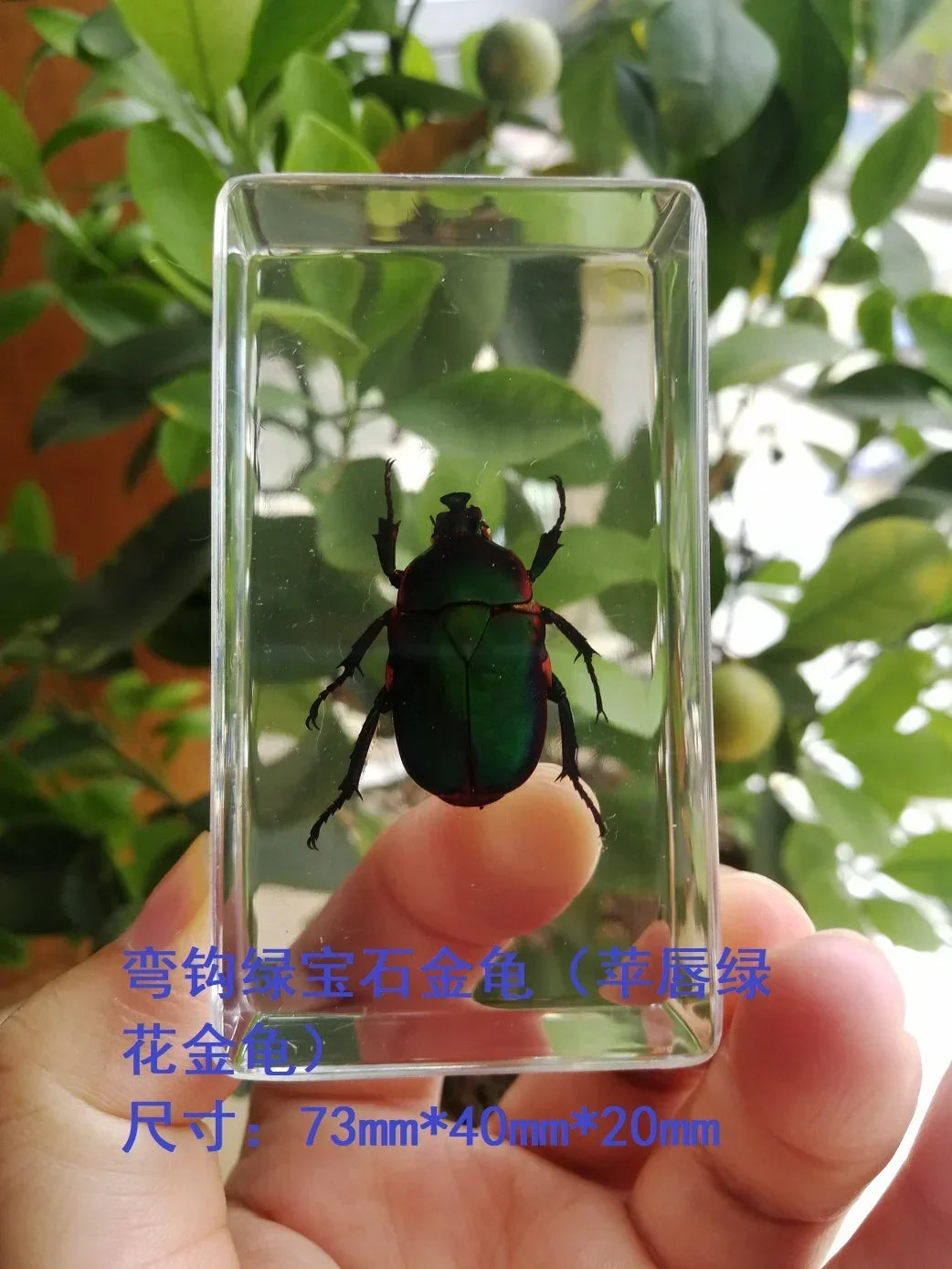 Medium Insect and Crustacean Specimens - Cast in Resin