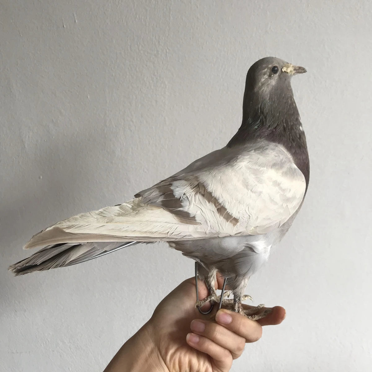 Taxidermy Grey Pigeon
