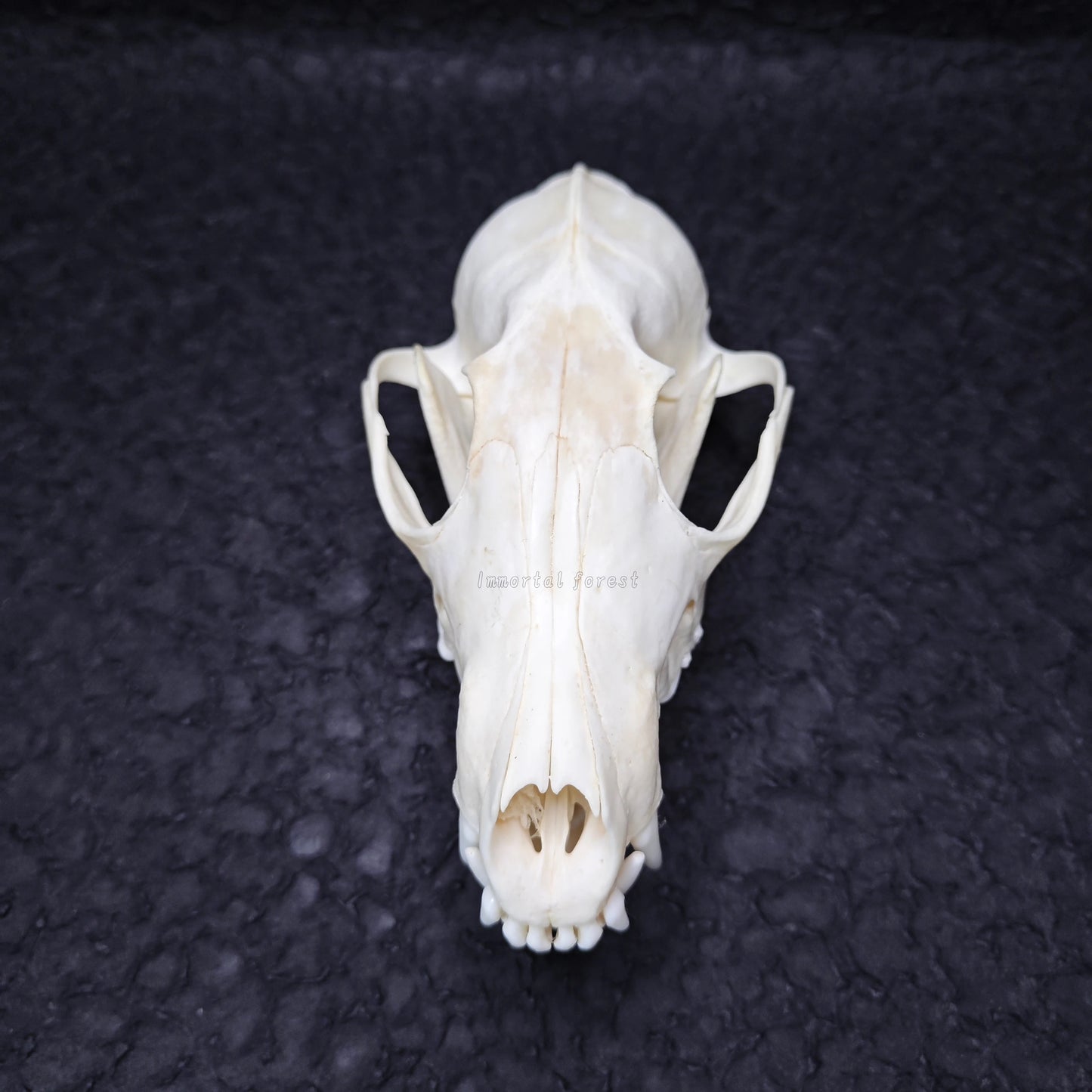 Fox Skull